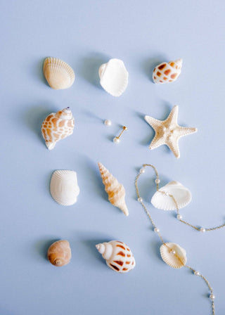 Collection of seashells and a starfish on a light blue background