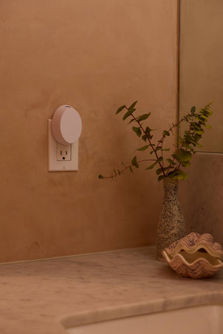 Light switch on a beige wall with a plant and decorative shell on a surface below.